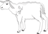 Cautious Lamb Clip Art